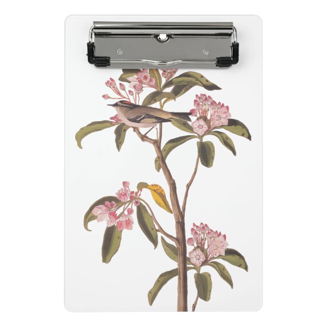 Audubon's Cuvier's Kinglet Bird auf Pink Calico Mini Klemmbrett (Vorderseite)