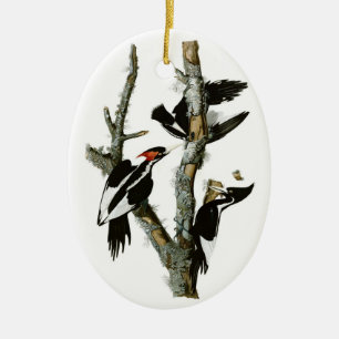 Audubons Elfenbein-berechneter Specht Keramik Ornament
