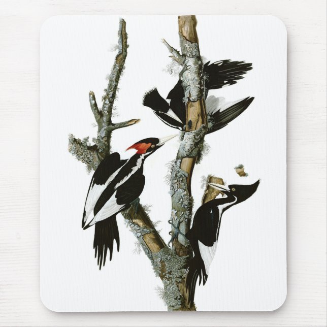 Audubons Elfenbein-berechneter Specht Mousepad (Vorne)