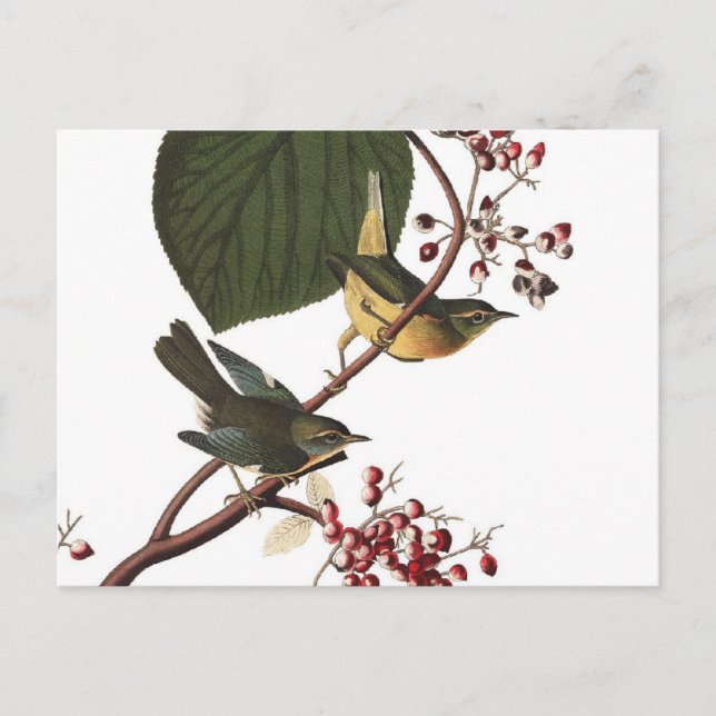 Audubons Gelbschnabel-Waldsänger Postkarte (Vorderseite)