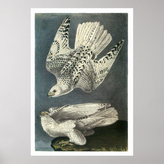 Audubons Gyrfalcon Poster (Vorne)