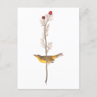 Audubons Hooded Warbler Bird auf der Roten Blume