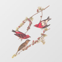 Audubons Lila Finch Drei Rote Vögel im Winter