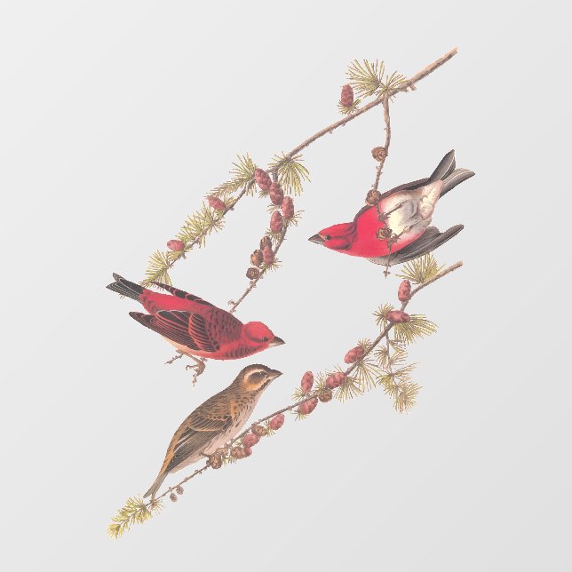 Audubons Lila Finch Drei Rote Vögel im Winter Fensteraufkleber (Blatt)