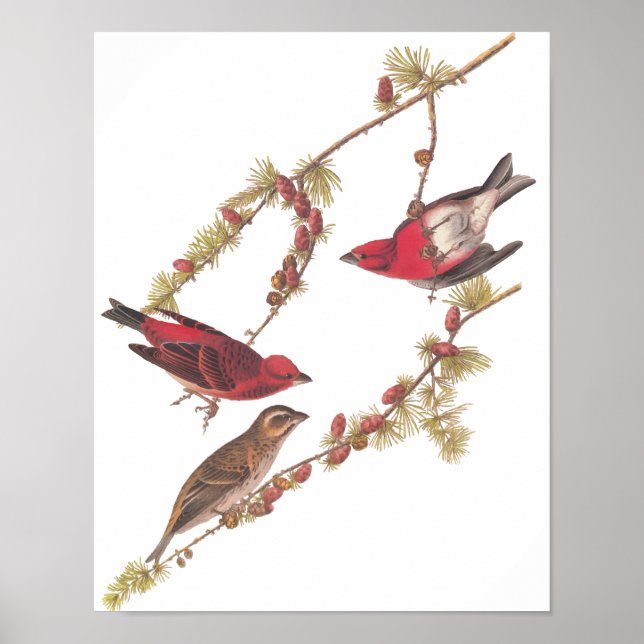 Audubons Lila Finch Rote Vögel Vintage Kunst Poster (Vorne)
