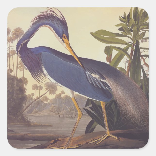 Audubon's Louisiana Heron oder Trikolore Heron Quadratischer Aufkleber (Vorderseite)