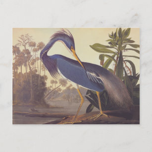 Audubons Louisiana-Reiher oder Tricolored Reiher Postkarte