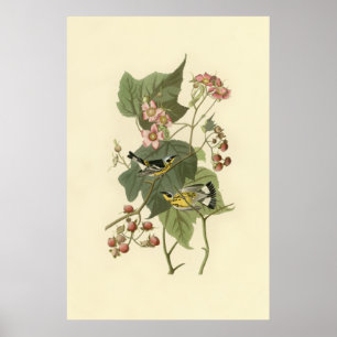 Audubons Magnolien-Trällerer Poster