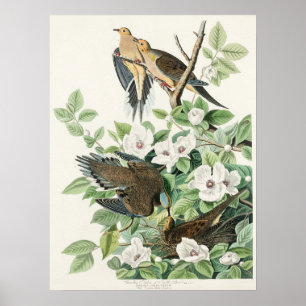 Audubons morgendliche Dove Carolina Taubenmalerei Poster