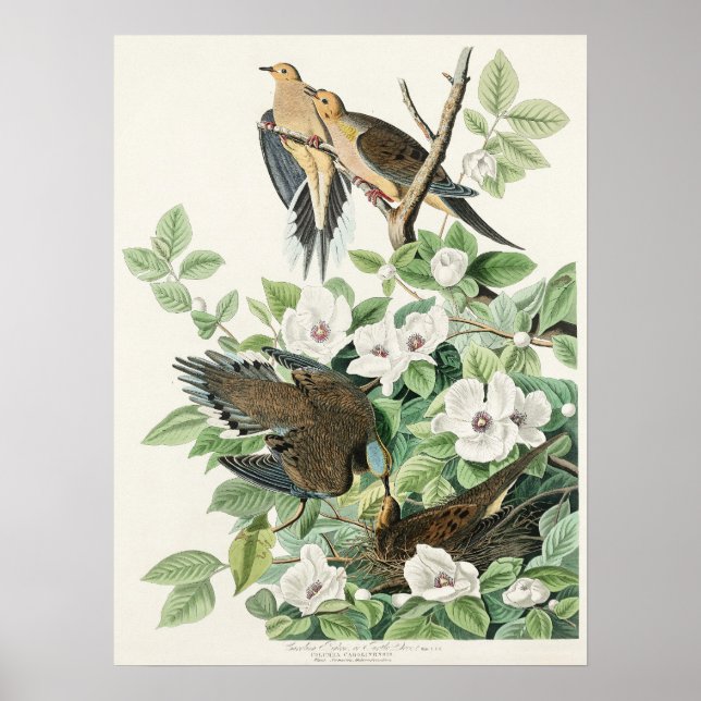 Audubons morgendliche Dove Carolina Taubenmalerei Poster (Vorne)