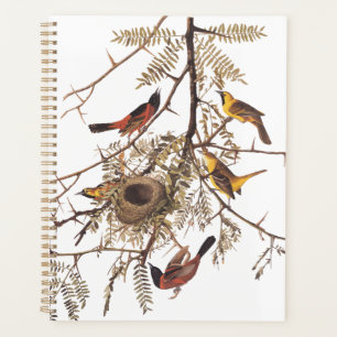 Audubon's Orchard Oiseaux orientaux nichant dans l