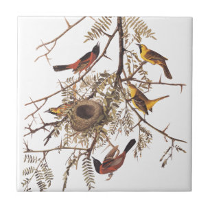 Audubons Orchard Oriole Birds in einer Honey Locus Fliese