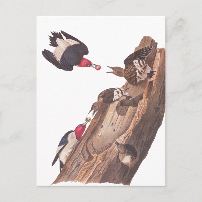 Audubons Red-Headed-Woodpecker-Familie in Log Postkarte (Vorderseite)