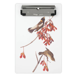 Audubon's Rice Bunting Birds oder Bobolink Birds Mini Klemmbrett