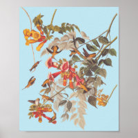 Audubon's Ruby Throated Hummingbirds and Blume