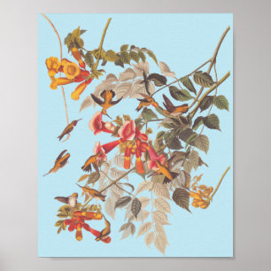 Audubon's Ruby Throated Hummingbirds and Blume Poster