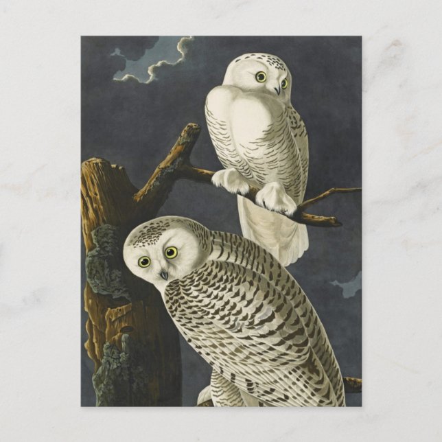 Audubon's Snowy Owls Postkarte (Vorderseite)