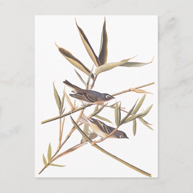 Audubon's Solitary Flycatcher Postkarte (Vorderseite)