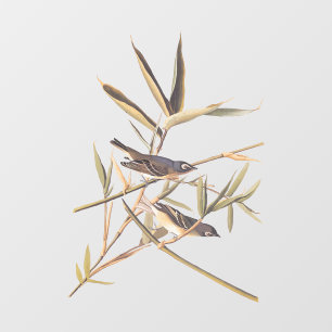 Audubons Solitary Vireo Flycatcher Birds on Cane Fensteraufkleber