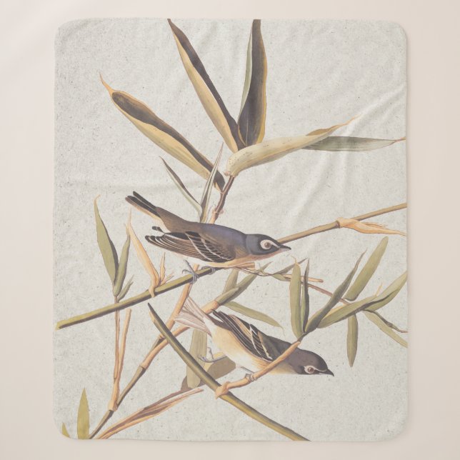 Audubons Solitary Vireo Flycatcher Birds on Cane Sherpadecke (Vorderseite)