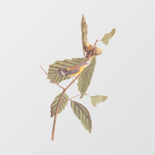 Audubon's Swainson's Warbler an der Oak Branch Fensteraufkleber