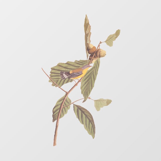 Audubon's Swainson's Warbler an der Oak Branch Fensteraufkleber (Blatt)