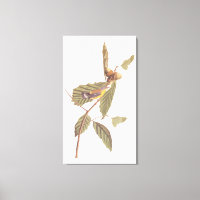 Audubon's Swainson's Warbler an der Oak Branch