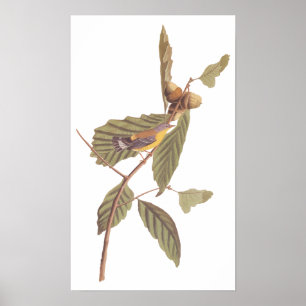 Audubon's Swainson's Warbler an der Oak Branch Poster