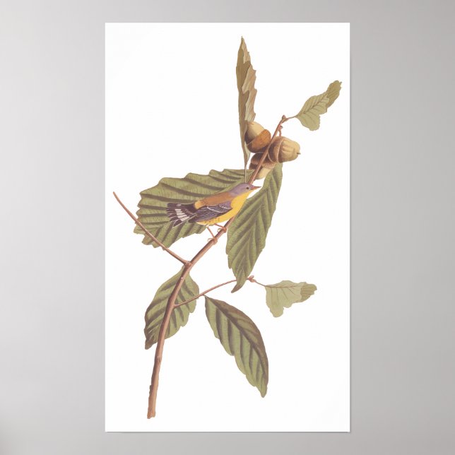 Audubon's Swainson's Warbler an der Oak Branch Poster (Vorne)