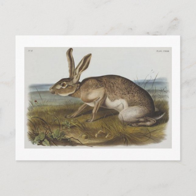 Audubons texanischer Hase Postkarte (Vorderseite)