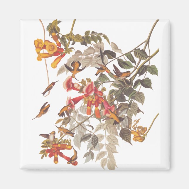 Audubons tropische Ruby-Throated Hummingbirds Magnet (Vorne)
