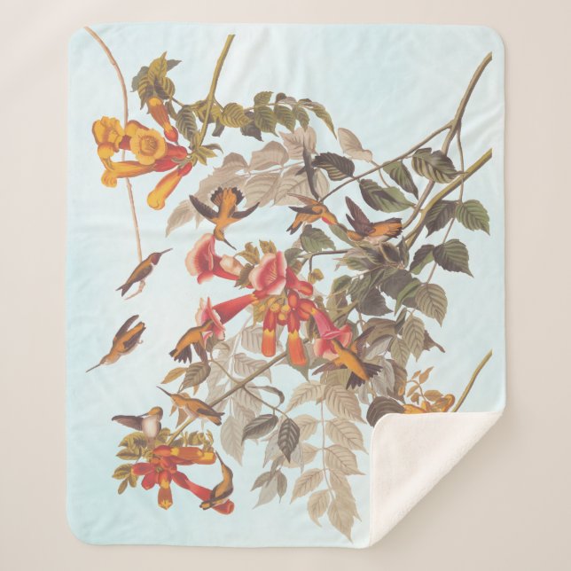 Audubons tropische Ruby-Throated Hummingbirds Sherpadecke (Vorderseite)