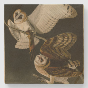 Audubons Vögel von Amerika (Tyto alba) Steinuntersetzer
