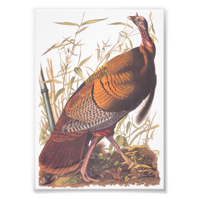 Audubons Vögel von Amerika Wild Türkei Herbstvogel Fotodruck (Vorne)