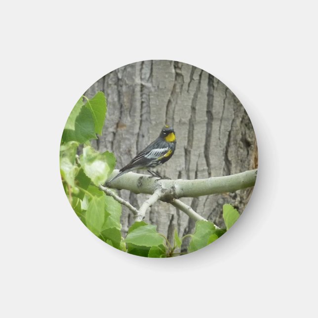 Audubons Warbler-Naturfotografie Magnet (Vorne)