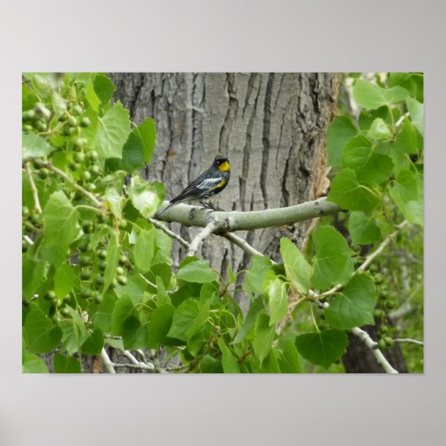 Audubons Warbler-Naturfotografie Poster (Vorne)