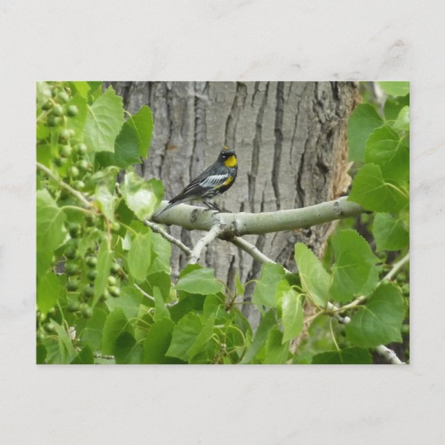 Audubons Warbler-Naturfotografie Postkarte (Vorderseite)