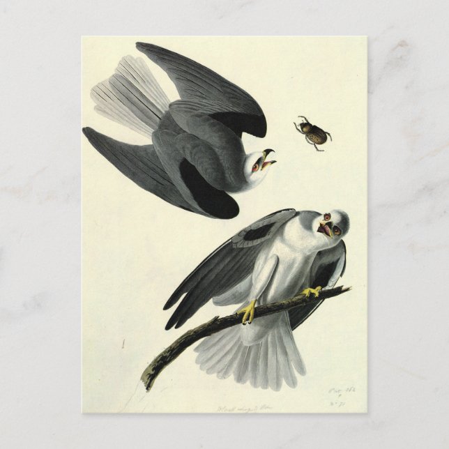 Audubons weißschwänziger Drachen Postkarte (Vorderseite)