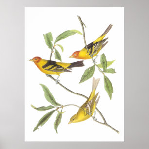 Audubons WesternTanager Poster