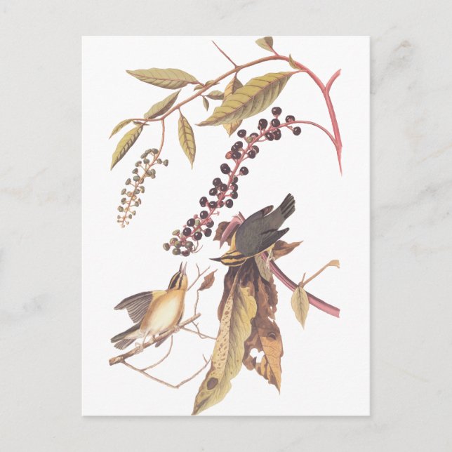 Audubon's Wurm Eating Warbler Postkarte (Vorderseite)