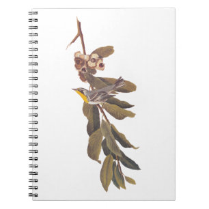 Audubons Yellowthroat-Warbler-Vogel auf Baumzweig Notizblock