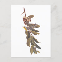Audubons Yellowthroat-Warbler-Vogel auf Baumzweig