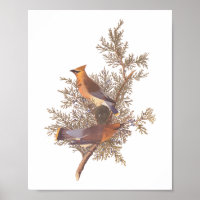 Audubons Zeder-Waxwing-Vogelparade auf dem Evergre