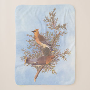 Audubons Zeder-Waxwing-Vogelparade auf dem Evergre Sherpadecke