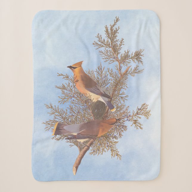 Audubons Zeder-Waxwing-Vogelparade auf dem Evergre Sherpadecke (Vorderseite)