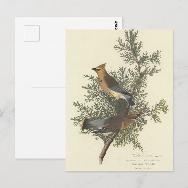 Audubons Zedernholzgeflecht Postkarte (Vorne/Hinten)