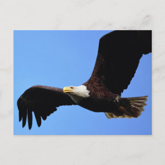 Auf Adlerwings Postkarte