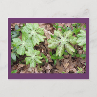 Auf dem Grund von Jefferson's Monticello... Postkarte