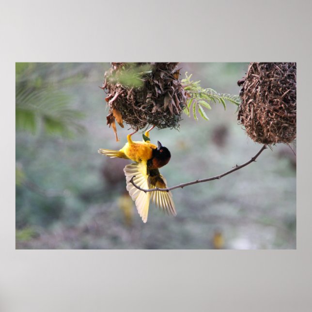 Auf dem Kopf Poster (Vorne)