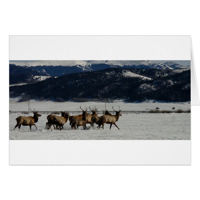 Auf dem Lauf (Vorderseite (Horizontal))